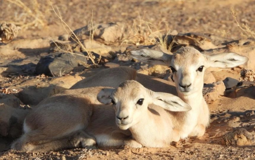 محمية الملك سلمان.. ولادة توأمين لغزال الريم المهدد بالانقراض