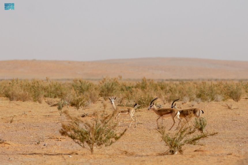 مسوحات ميدانية شاملة لحماية الحياة الفطرية في الخليج العربي