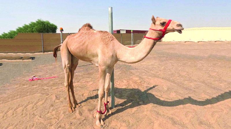 الامارات | مركز الفجيرة للبحوث يطوّر المحتوى الجيني للإبل
