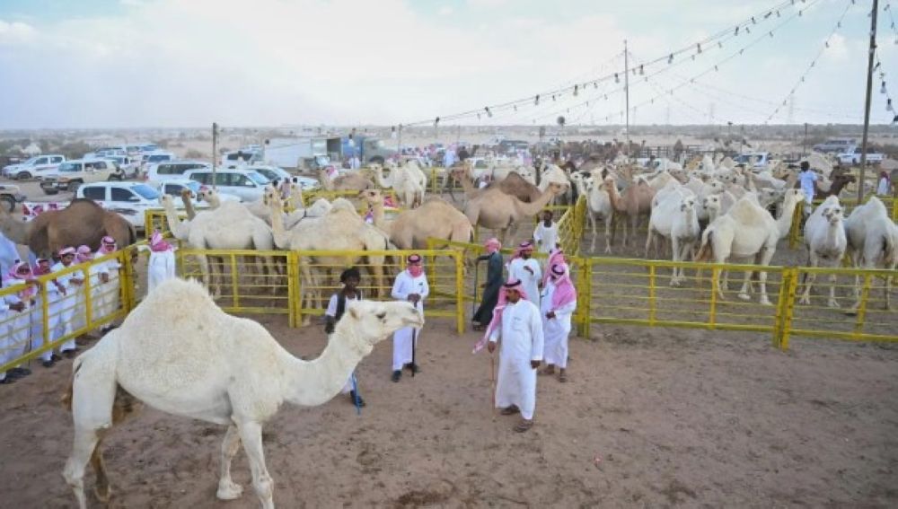 مهرجان جادة الإبل يحقق مبيعات بأكثر من 30 مليون ريال