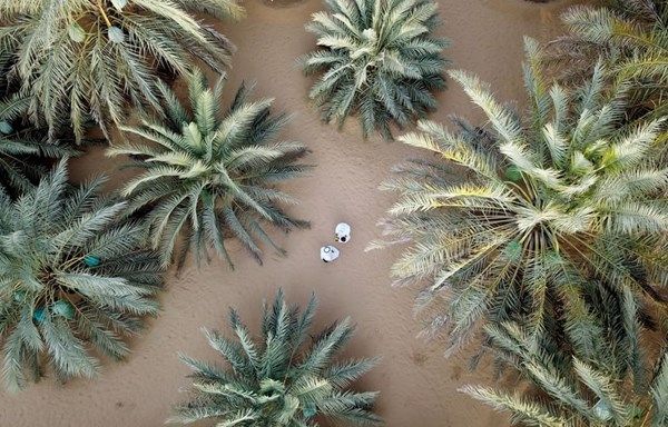 "ليوا للتمور" يفتح باب المشاركة بـ"جائزة التصوير الفوتوغرافي"