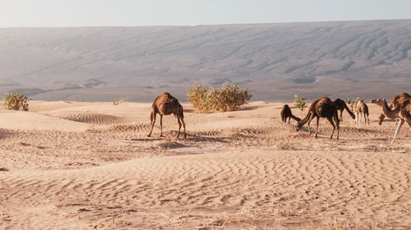 انطلاق الملتقى الدولي لتطوير وتجارة منتجات حليب الإبل في أبوظبي
