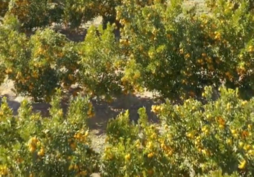 " الزراعة " تحذّر من زراعة الحمضيات في الأراضي الطينية الثقيلة