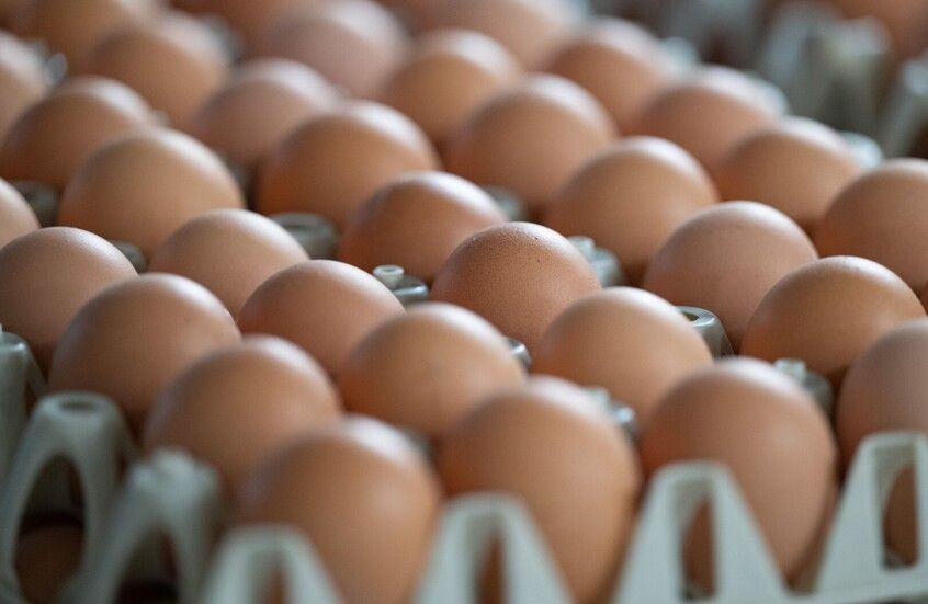 الخليج اليوم .. دولة عربية تتصدر القائمة.. تصنيف دول العالم حسب القدرة على شراء البيض