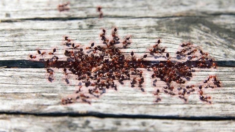 هل ظهور النمل في المنزل دليل على الحسد أو العين؟.. اعرف السر