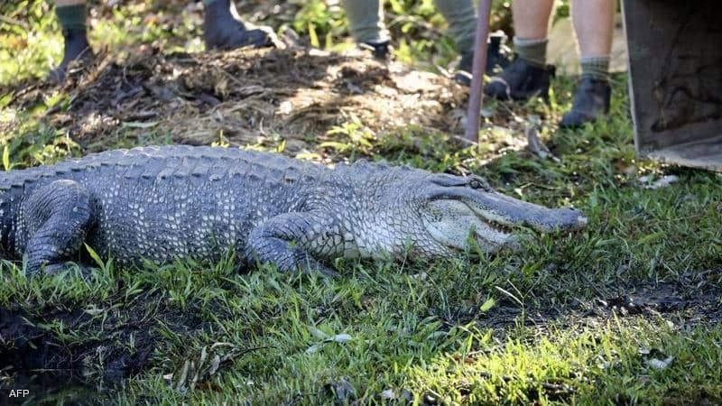 إعدام أكثر من 100 تمساح في مزرعة تايلاندية خوفا على السكان