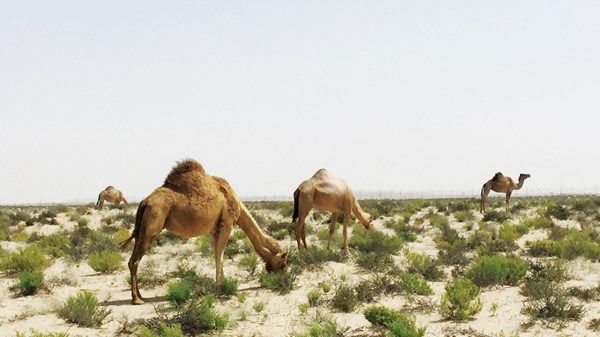 2603 رخص صيد بري أصدرتها «بيئة أبوظبي» عبر منصة «تم»