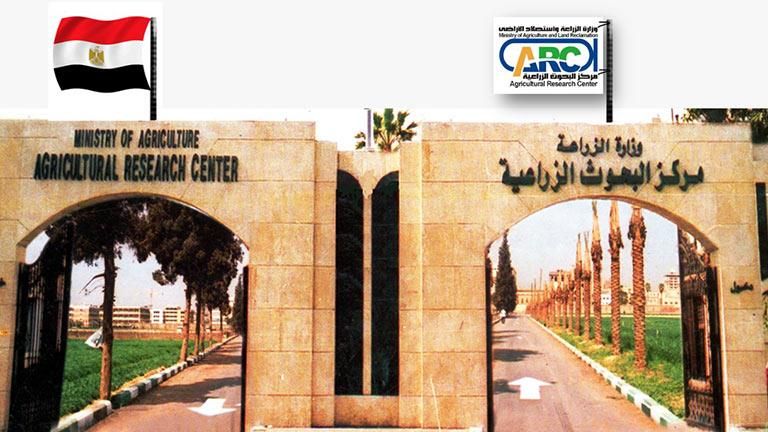 "البحوث الزراعية" يكرم المزارعين المتميزين في إنتاج القمح