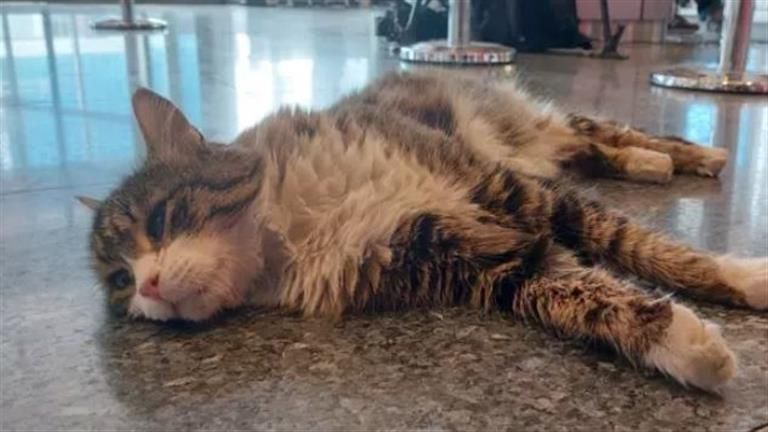 10 صور لجنازة غير متوقعة لقط تركي شهير.. لن تتخيل ماذا حدث