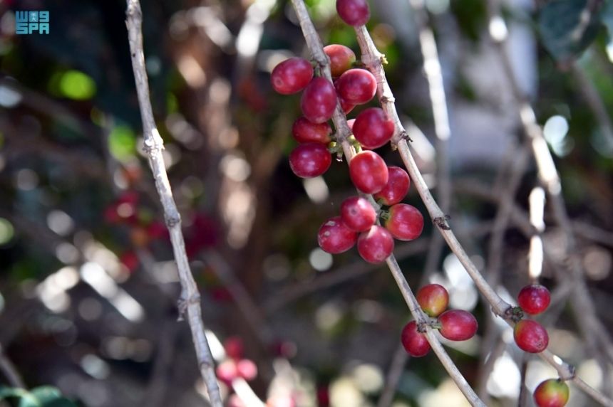 في يومها العالمي.. المملكة تُجسد إرثها الثقافي في ارتباطها بالقهوة