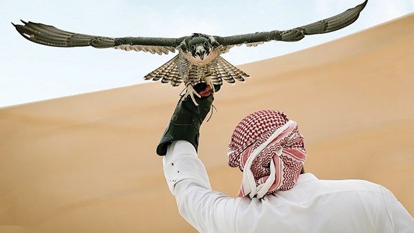 20 أكتوبر انطلاق موسم الصيد بالصقور