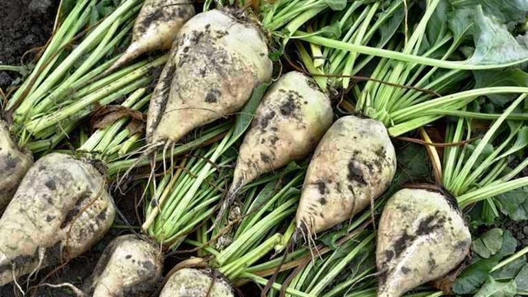 "لوتس للتنمية والاستثمار" توقع عقد توريد بنجر السكر لمصنع القناة لموسم 2024-2025