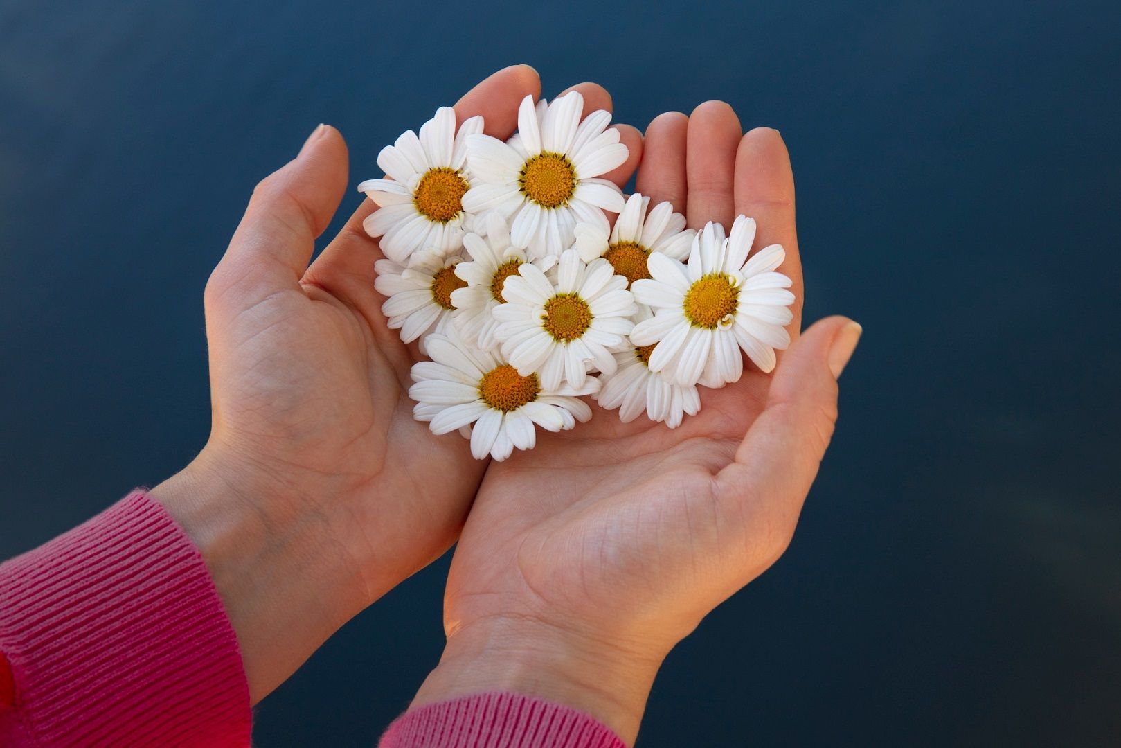 البابونج للشعر: إحمي خصلات شعرك وفروة رأسك بأفضل الطرق