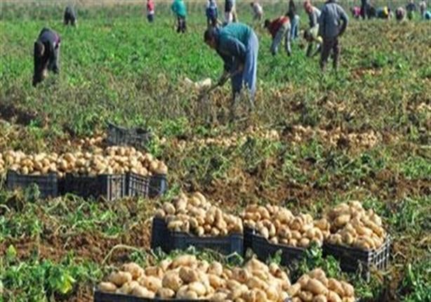 أبرزها الموالح والبطاطس.. صادرات مصر الزراعية تتجاوز 6.7 مليون طن في 10 أشهر