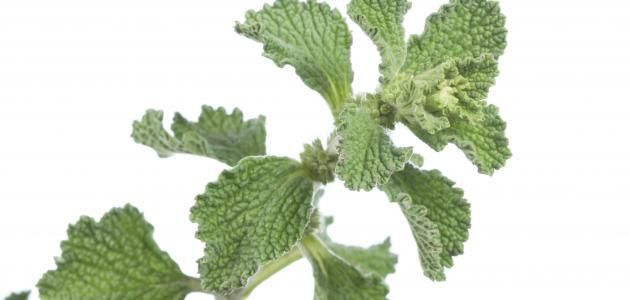 عشبة رخيصة التمن متوفرة في كل مطبخ تعالج النفرس والام المفاصل ولها فوائد اخرى.. تعرف عليها