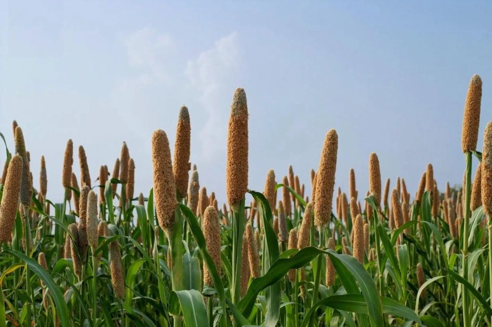 "كاوست".. دراسة تظهر وجود جين يرفع قدرة المحاصيل على مقاومة الأعشاب الطفيلية