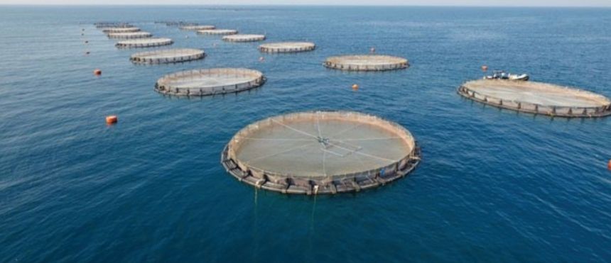 أرقامًا قياسية في إنتاج الاستزراع السمكي تقفز لـ 56.4% منذ 2021م