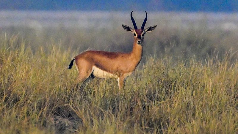 الامارات | عيون المها والملاذ الآمن