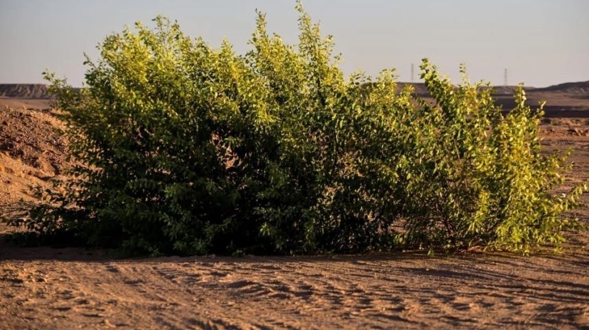 مهددة بالاندثار.. رصد شجرة "الغرب" النادرة في أحد روافد أودية عرعر