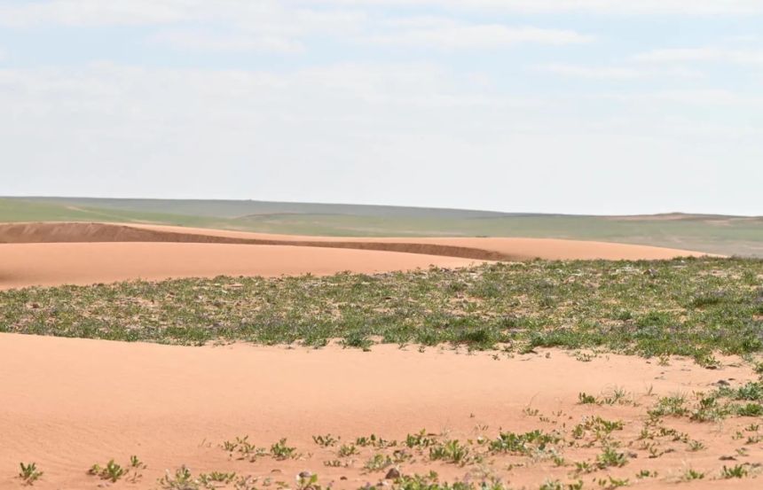 محمية الإمام تركي بن عبدالله الملكية تحظر أنشطة الصيد الجائر ضمن نطاقها