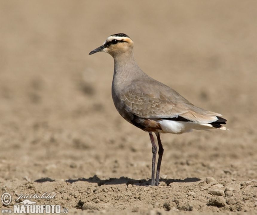 "محمية الملك سلمان" تنضم إلى القائمة الخضراء للاتحاد الدولي لحفظ الطبيعة