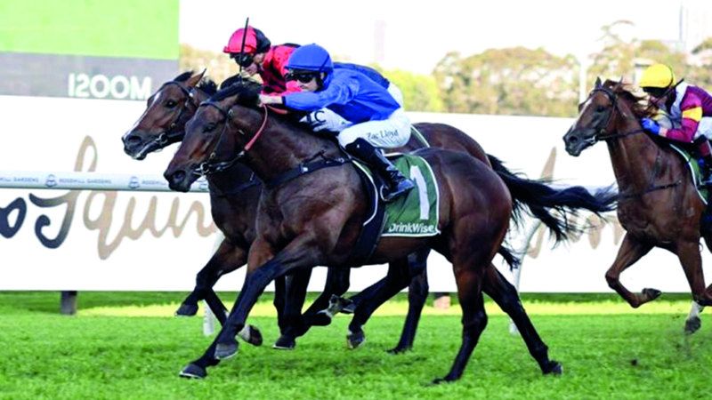 الامارات | المهر «ترافيك واردن» يحمل آمال «غودولفين» في أستراليا