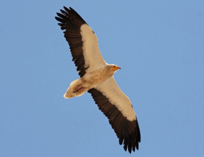 "محمية الملك سلمان" تنضم إلى القائمة الخضراء للاتحاد الدولي لحفظ الطبيعة