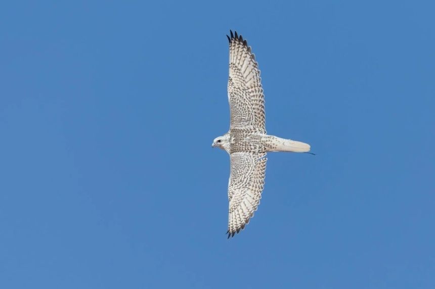 الصقر "معز" يُتوج بالمركز الأول في اليوم الثاني لسباق الملواح
