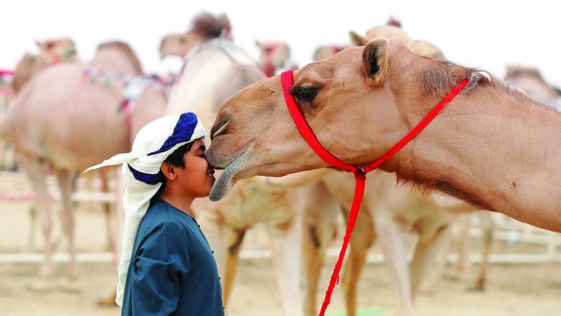 الامارات | مهرجان الظفرة..  موسم «مزاينات الإبل» يقترب