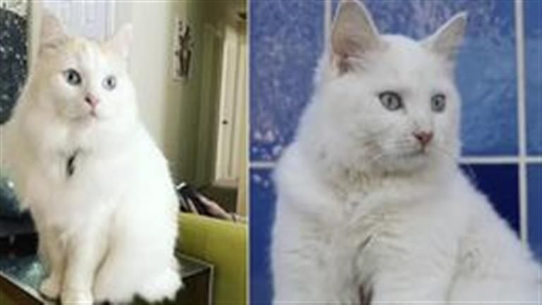 بسعر لن تتوقعه..شركة بريطانية تستنسخ الحيوانات النافقة