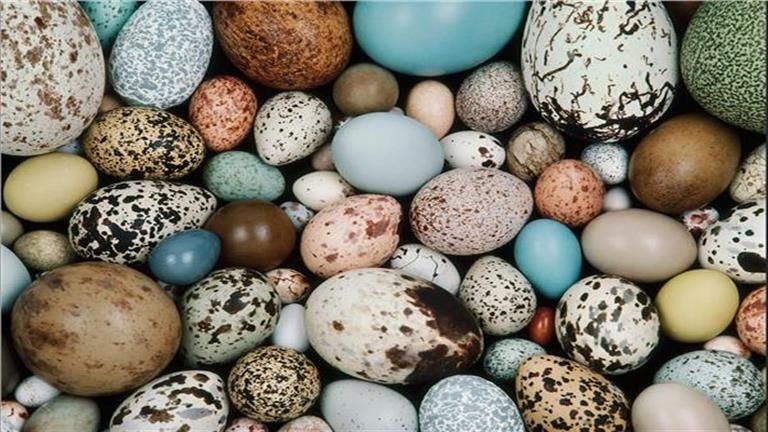 20 صور لـ أغرب 7 أنواع بيض في العالم.. لن تتخيل شكلهم