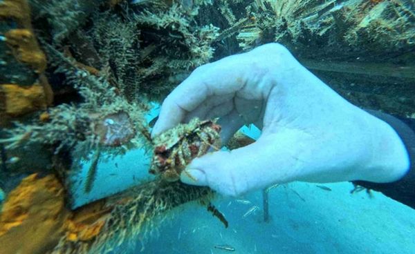 مركز الفجيرة للبحوث.. إنجازات علمية ومشاريع مبتكرة للحفاظ على البيئة واستدامتها