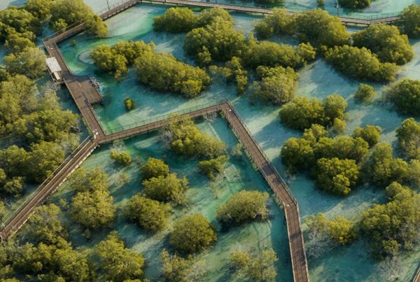 "بيئة أبوظبي" تزرع شجرة قرم مقابل كل زائر للمؤتمر العالمي للتربية البيئية 2024