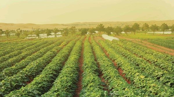 «ازرع الإمارات» يطلق مبادرات لدعم المزارعين وزيادة الإنتاج المحلي