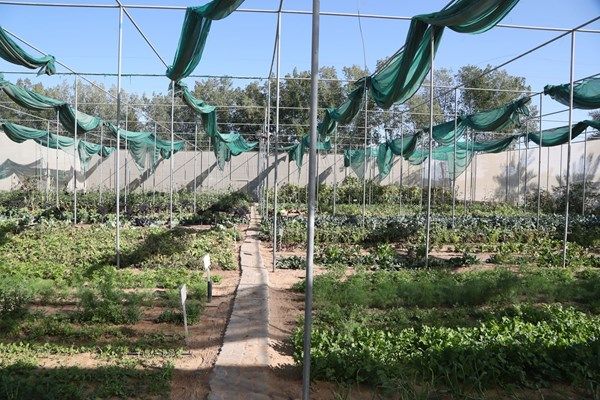 الزراعة المنزلية في الإمارات.. ثقافة مجتمعية تحقق الاستدامة