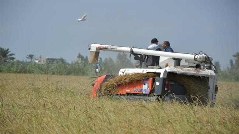 "الزراعة": لدينا اكتفاء ذاتي وفائض يتجاوز 1.2 مليون طن من الأرز