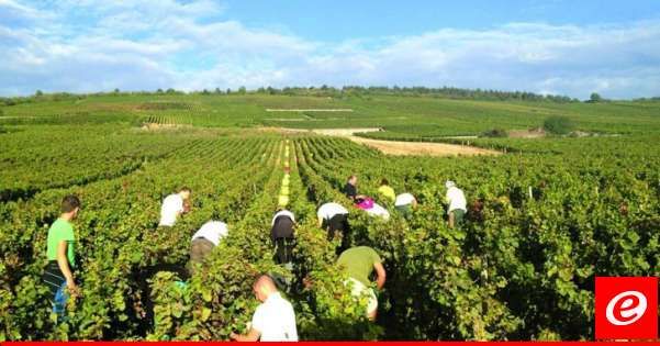 مع استمرار العدوان الإسرائيلي على لبنان: الزراعة بين الخسائر والتحديات