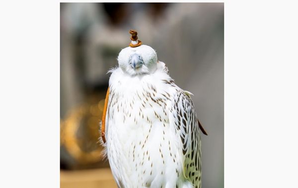 "بيئة أبوظبي" تعلن بدء موسم الصيد بالصقور