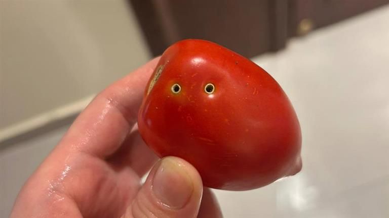 بعد التحذير من شرائها.. نقيب الفلاحين يكشف مفاجأة بشأن طماطم "عضة الثعبان"