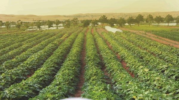 الإمارات: حشد الجهود لتأمين الغذاء الصحي للجميع