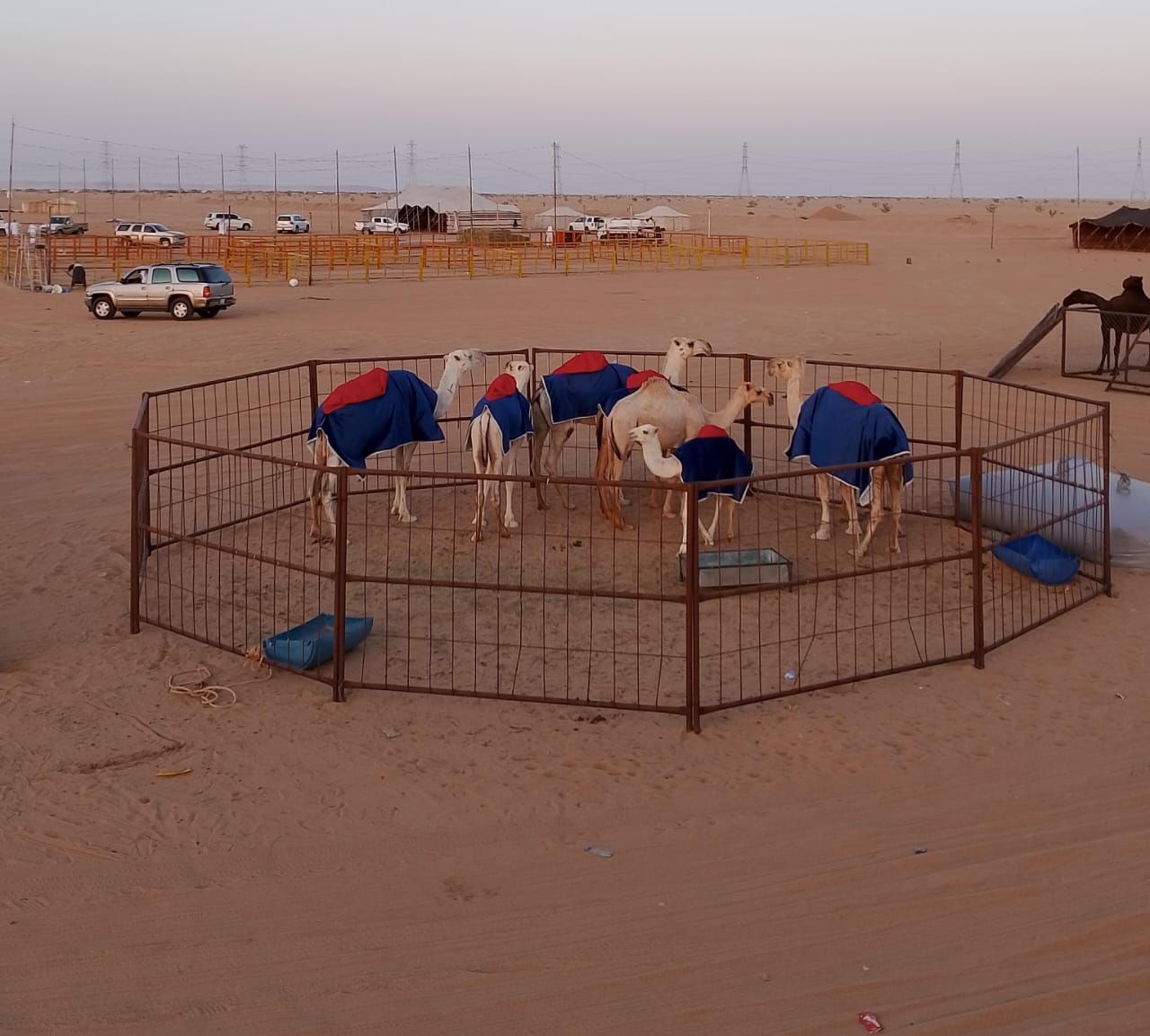 السعودية | اليوم .. انطلاق مهرجان مزاد الإبل بنجران 2024