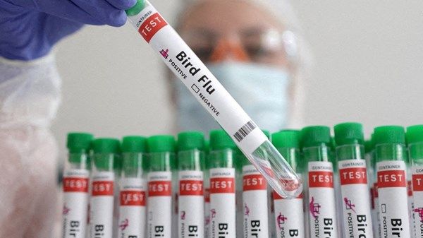 بريطانيا ترفع مستوى خطورة تفشي إنفلونزا الطيور