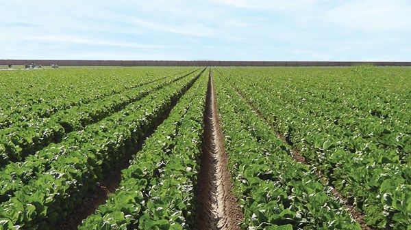 18 مليار درهم مساعدات الإمارات الخارجية لدعم الأمن الغذائي