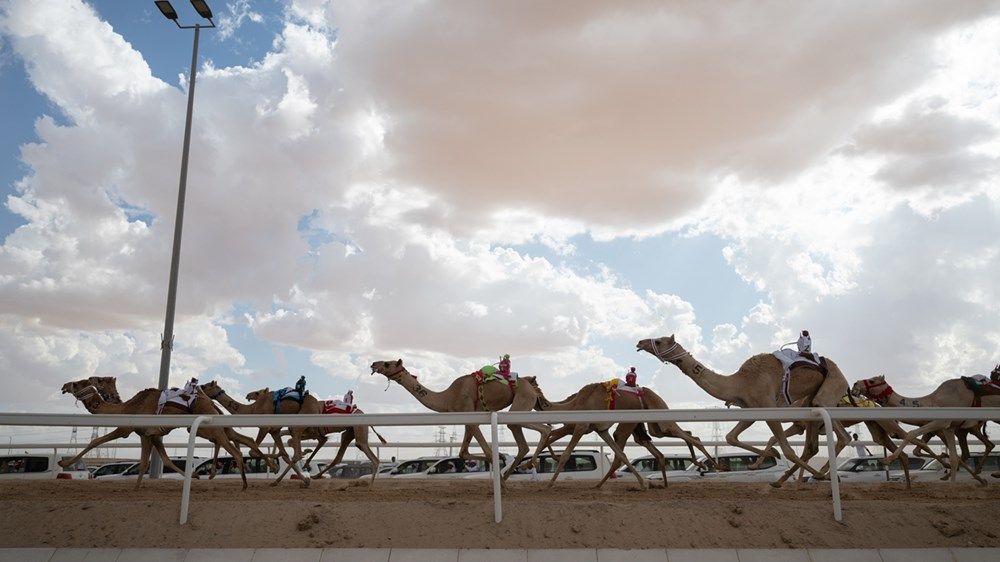 حمدان بن زايد يشهد جانباً من منافسات مهرجان الظفرة للهجن 2024