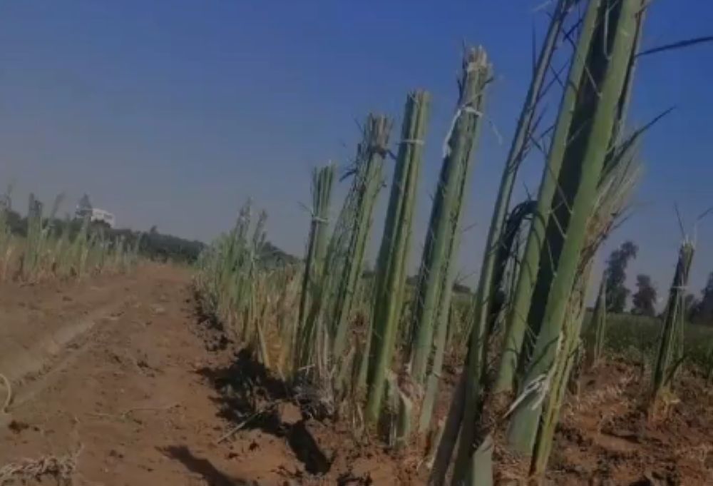 "البيئة" توصي بـ 3 خطوات أساسية لضمان زراعة ناجحة لفسائل النخيل