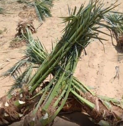 "البيئة" توصي بـ 3 خطوات أساسية لضمان زراعة ناجحة لفسائل النخيل