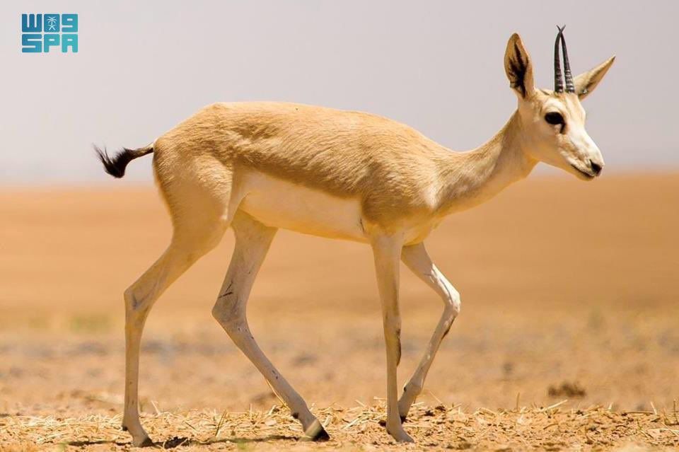 السعودية | محمية الملك سلمان بن عبدالعزيز الملكية ملاذ آمن وبيئة خصبة لتكاثر غزال الريم.
