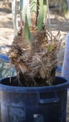 "البيئة" توصي بـ 3 خطوات أساسية لضمان زراعة ناجحة لفسائل النخيل