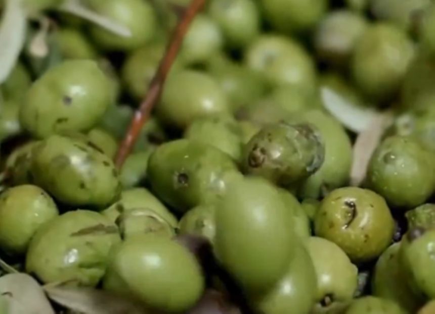 "البيئة": اختلاف أصناف الزيتون يحدد نسبة الزيت والإنتاجية