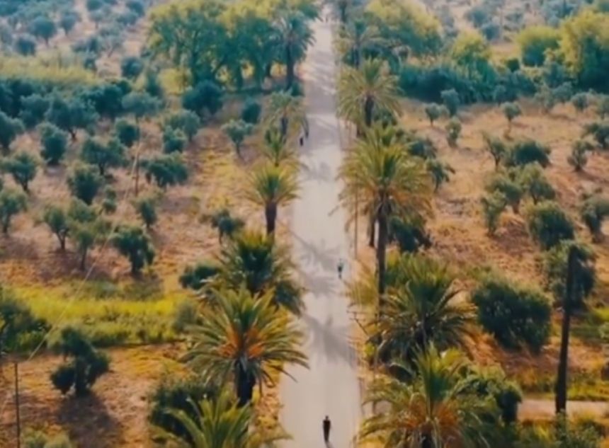 "البيئة": اختلاف أصناف الزيتون يحدد نسبة الزيت والإنتاجية